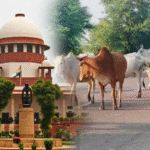 सुप्रीम कोर्ट का बड़ा आदेश: सभी राज्यों और केंद्र शासित प्रदेशों को सड़कों और हाईवे से आवारा पशु हटाने के निर्देश