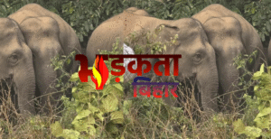 चकाई में जंगली हाथियों का उत्पात: भगदड़ में&hellip;