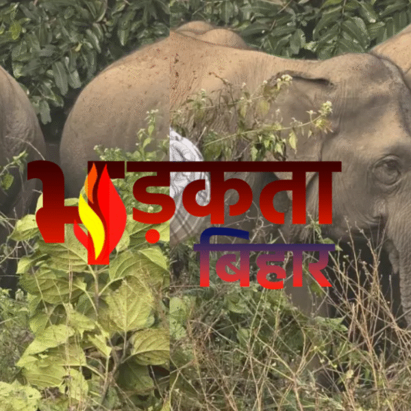 चकाई में जंगली हाथियों का उत्पात: भगदड़ में…