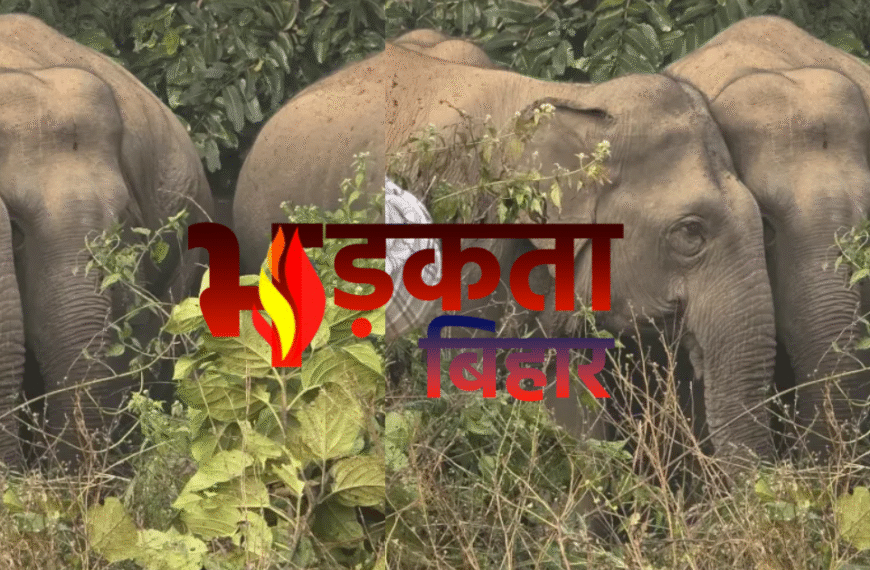 चकाई में जंगली हाथियों का…