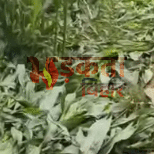 कटिहार में अज्ञात लोगों ने किसान की मक्का&hellip;