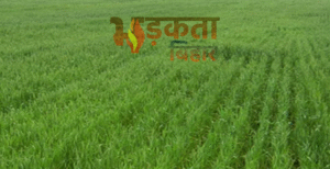 बेगूसराय में रबी सीजन में खराब गेहूं बीज&hellip;