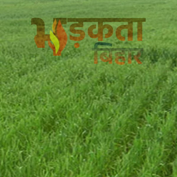 बेगूसराय में रबी सीजन में खराब गेहूं बीज&hellip;