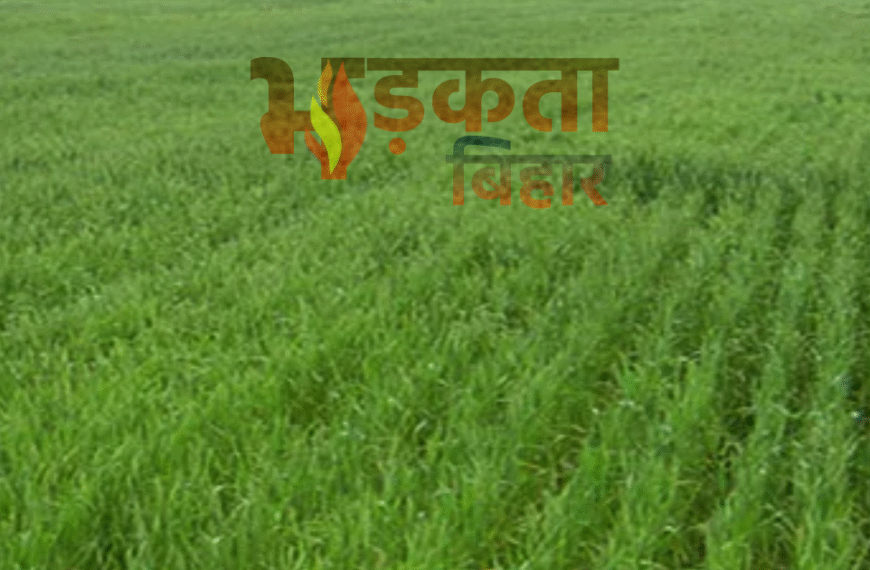 बेगूसराय में रबी सीजन में&hellip;