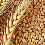 मोतीहारी के TPDS गोदामों में अनियमितता, गरीबों को मिल रहा कम राशन