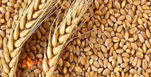 मोतीहारी के TPDS गोदामों में अनियमितता, गरीबों को&hellip;
