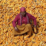 नीतीश सरकार की बड़ी सौगात, किसानों को मिलेगा अतिरिक्त 1% ब्याज अनुदान