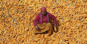 नीतीश सरकार की बड़ी सौगात, किसानों को मिलेगा&hellip;