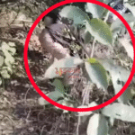 नवादा में शराब माफियाओं पर पुलिस की बड़ी कार्रवाई, जंगल में चल रही अवैध शराब भट्टियां ध्वस्त