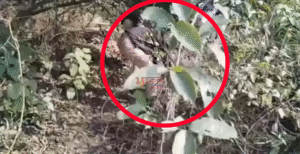 नवादा में शराब माफियाओं पर पुलिस की बड़ी&hellip;