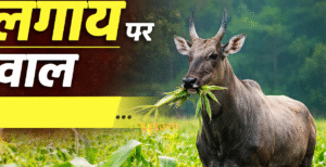 बिहार विधानसभा में नीलगाय शब्द पर विवाद, अब&hellip;