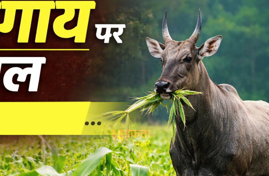 बिहार विधानसभा में नीलगाय शब्द&hellip;