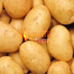 बिहार में आलू किसानों पर दोहरी मार: लागत ₹1200, भाव ₹400; MSP की मांग तेज