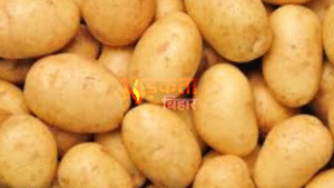 बिहार में आलू किसानों पर दोहरी मार: लागत&hellip;