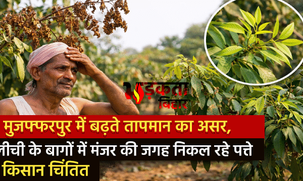 मुजफ्फरपुर में बढ़ते तापमान का असर, लीची के…