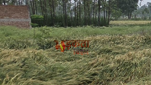 शेखपुरा में आंधी-बेमौसम बारिश से फसलों को नुकसान,…
