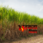 Bihar में गन्ने की खेती में अब Artificial Intelligence का इस्तेमाल, उत्पादन बढ़ाने की तैयारी