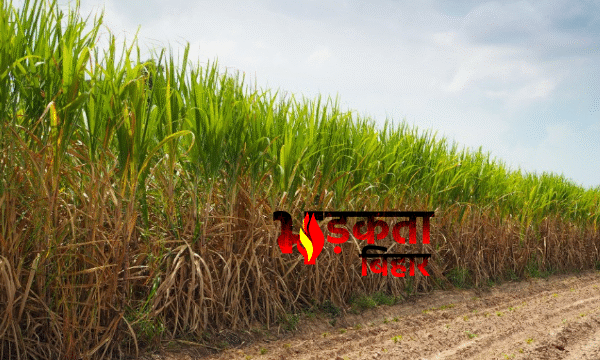 Bihar में गन्ने की खेती में अब Artificial…