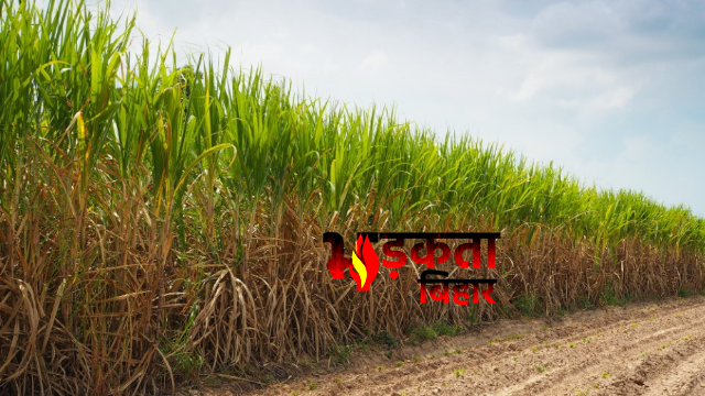 Bihar में गन्ने की खेती में अब Artificial Intelligence का इस्तेमाल, उत्पादन बढ़ाने की तैयारी