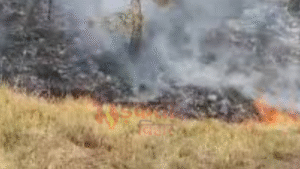 नेपाल सीमा पर SSB कैंप के पास जंगल&hellip;