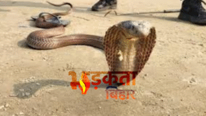 औरंगाबाद में ‘सांपों का आतंक’: एक घर से&hellip;