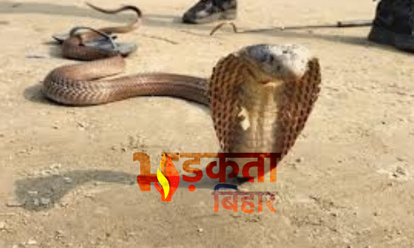 औरंगाबाद में ‘सांपों का आतंक’: एक घर से&hellip;