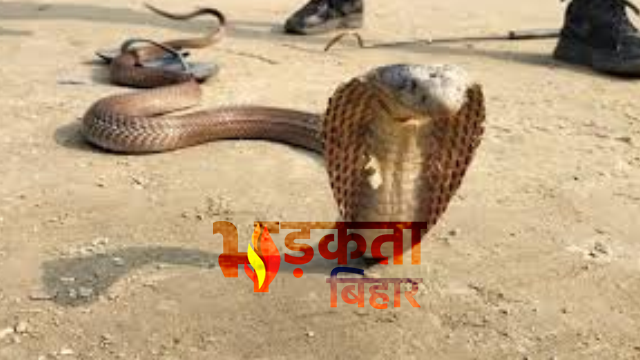 औरंगाबाद में ‘सांपों का आतंक’: एक घर से निकले 40 से ज्यादा जहरीले सांप, गांव में दहशत