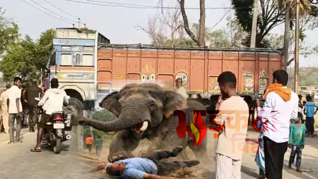 नवादा में जंगली हाथियों का कहर: घर तोड़े, फसलें रौंदी, बुजुर्ग महिला की मौत