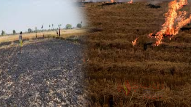 नवादा में गेहूं की फसल&hellip;